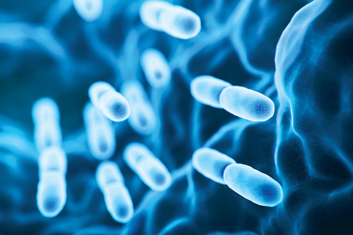 Lactobacillus, a type of probiotic bacteria that live in the gut microbiome.