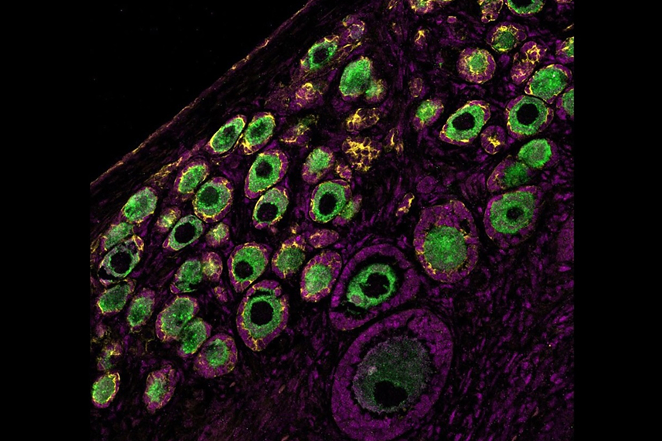 Microscopic image of stem cells